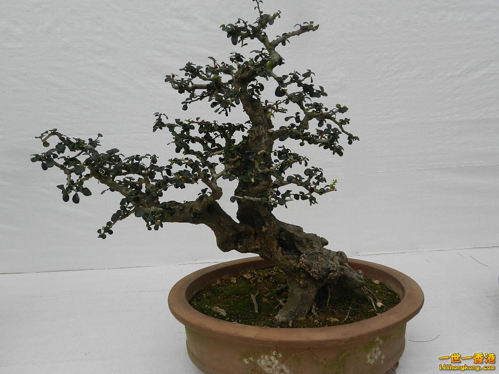 DSCN4159.JPG