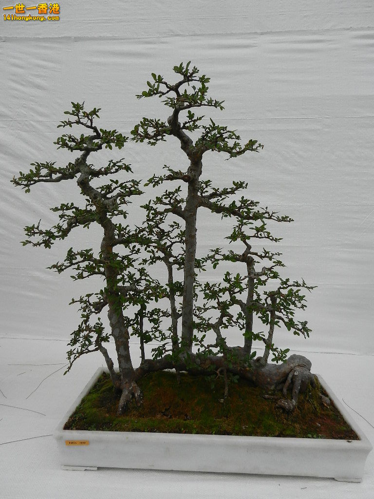 DSCN4161.JPG