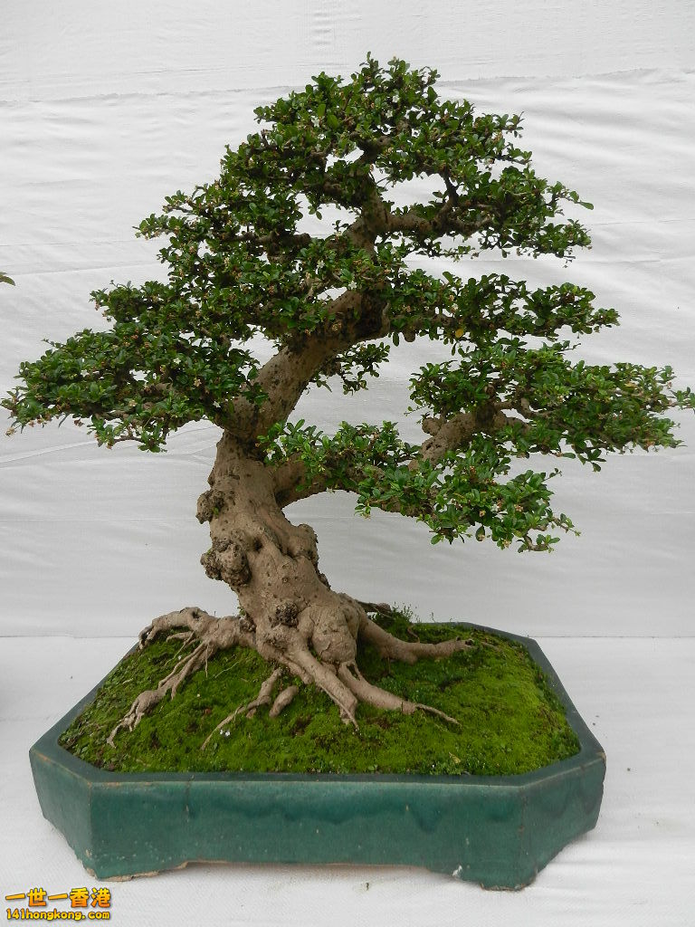 DSCN4164.JPG