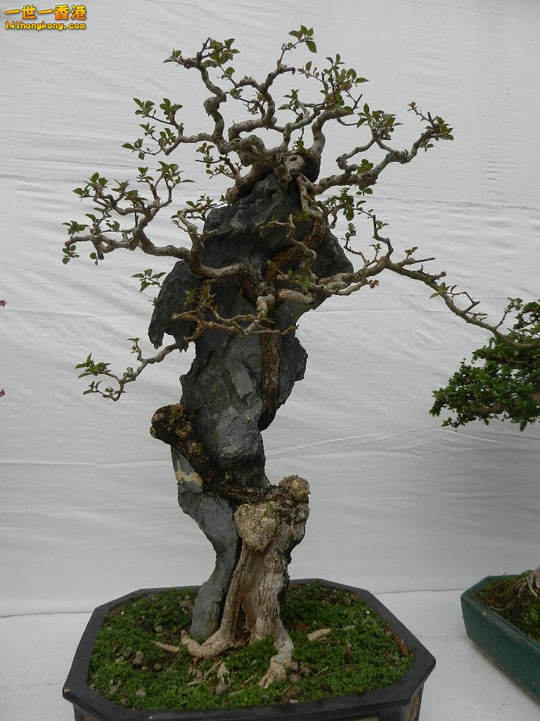 DSCN4165.JPG