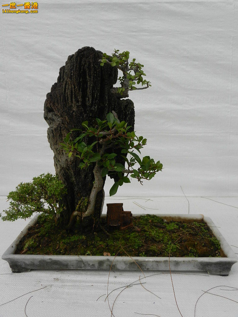 DSCN4170.JPG