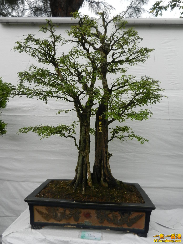 DSCN4171.JPG