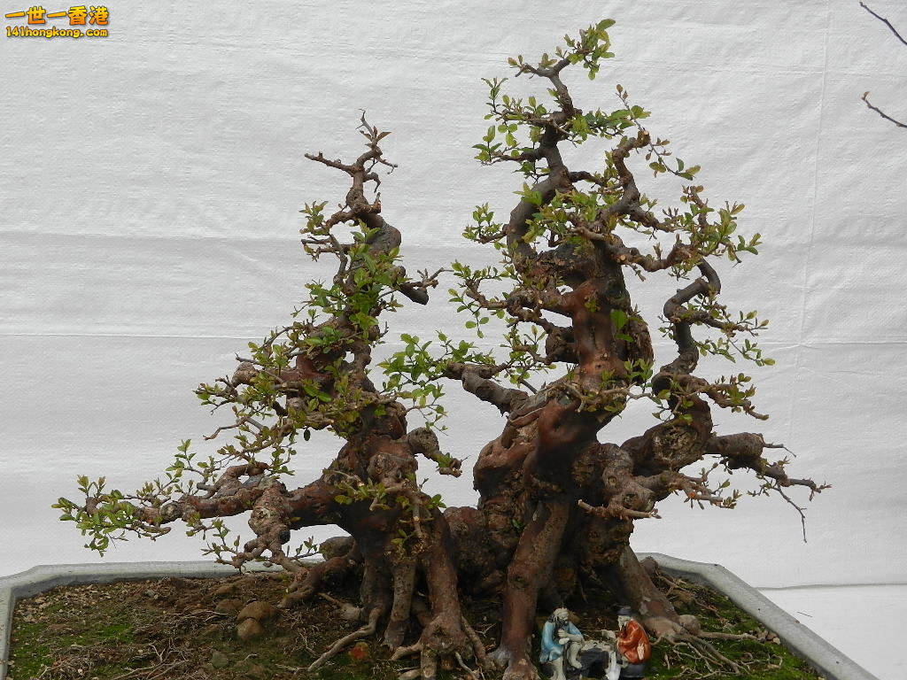 DSCN4174.JPG