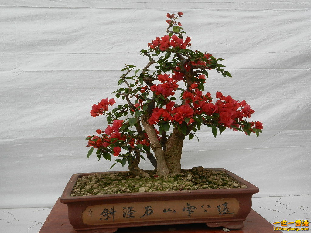 DSCN4176.JPG