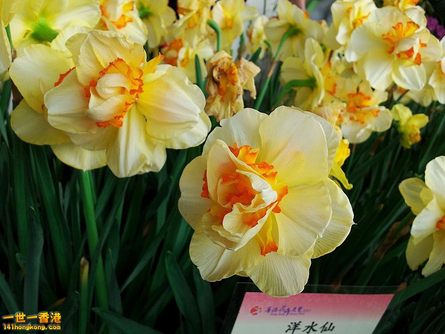 洋水仙 (3).jpg