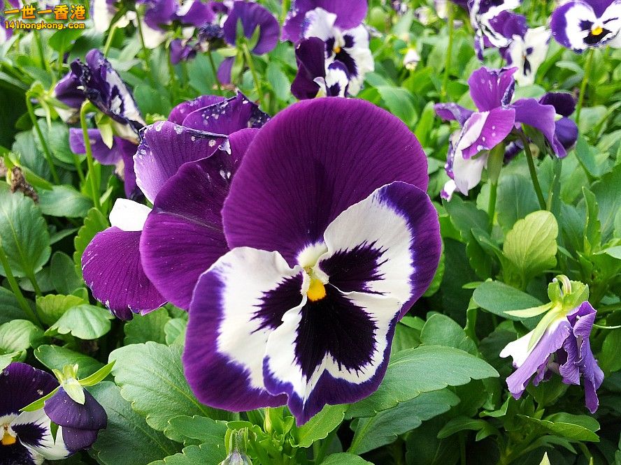 蝴蝶花 (1).jpg