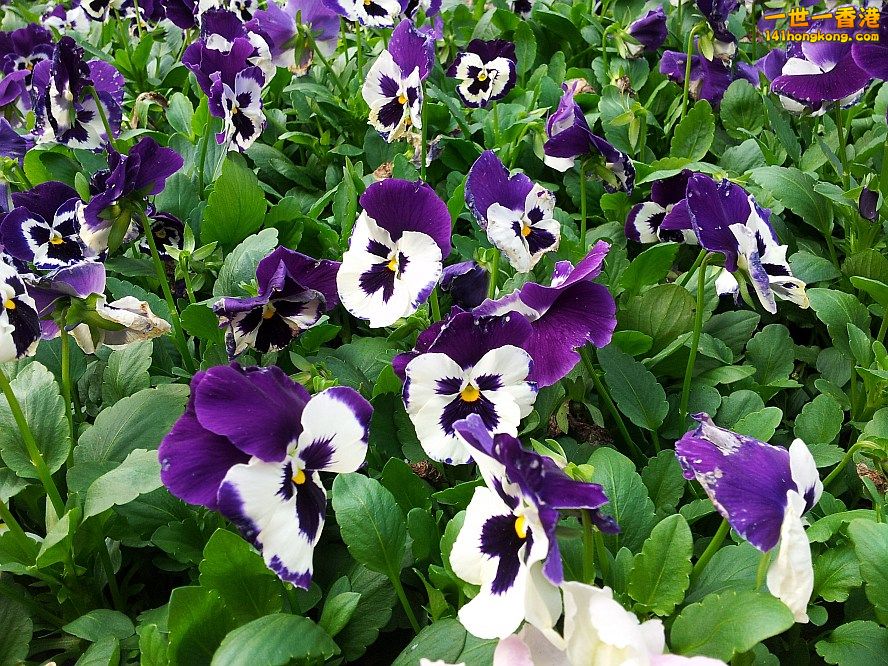 蝴蝶花 (2).jpg