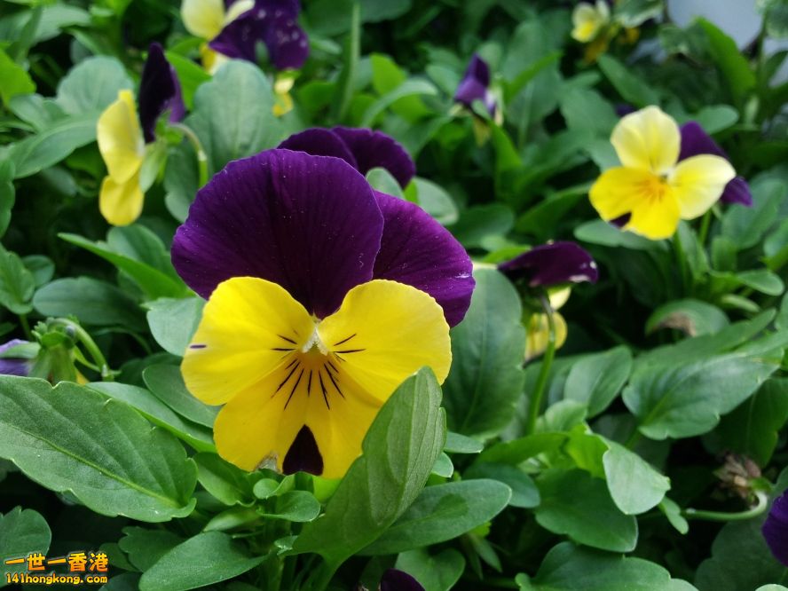 蝴蝶花 (3).jpg