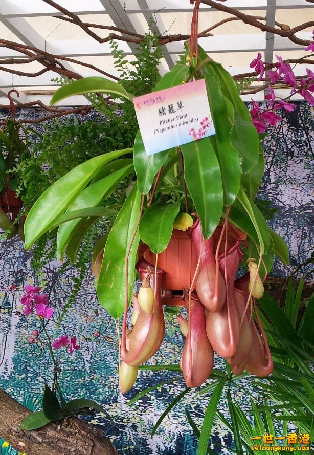 豬籠草 (1).jpg
