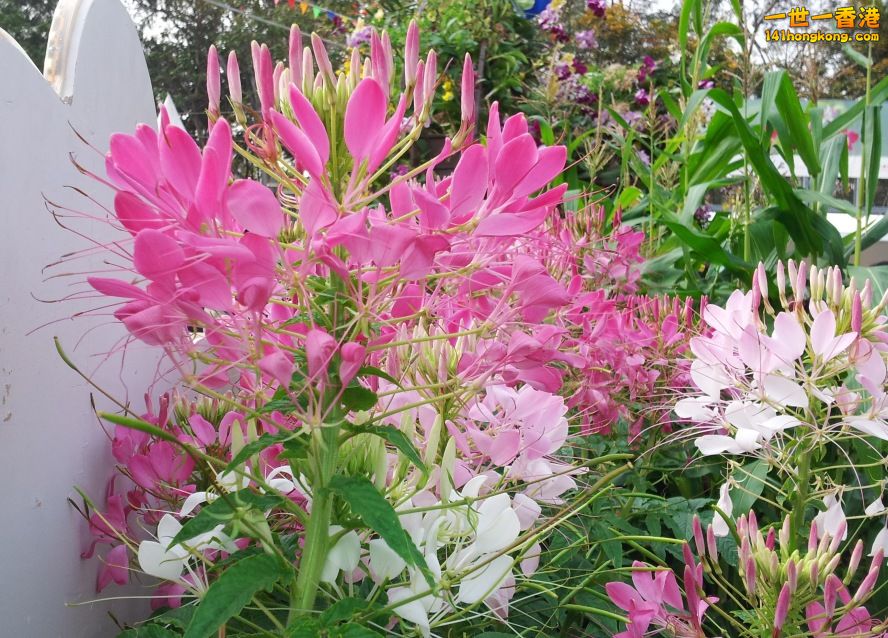 4花 (3).jpg