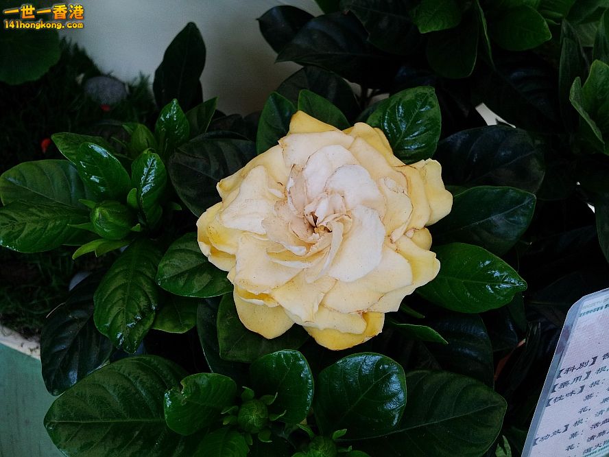 花 (2).jpg
