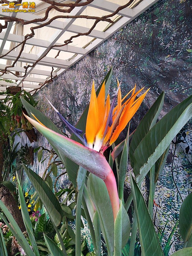 花 (8).jpg