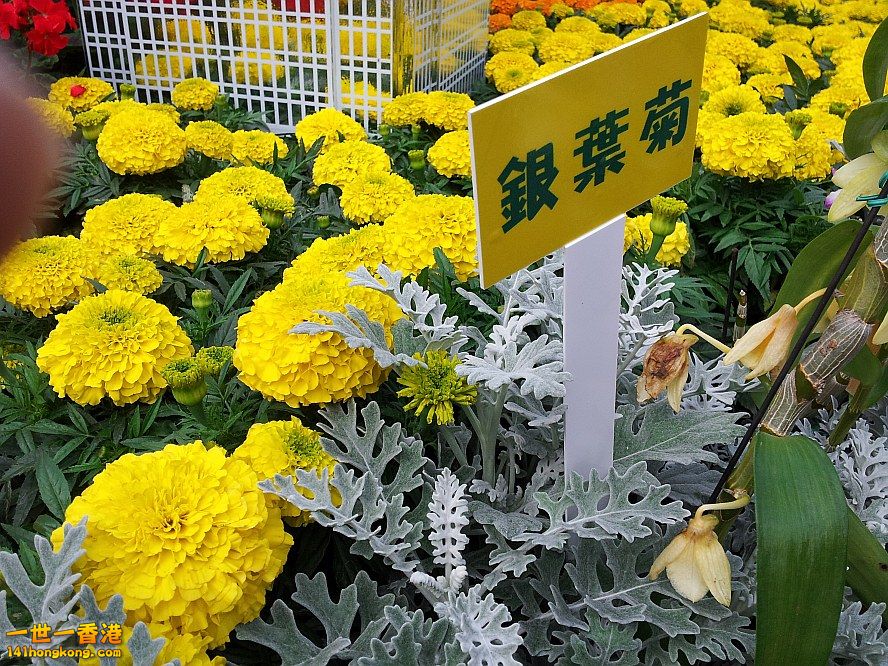 銀葉菊 (1).jpg