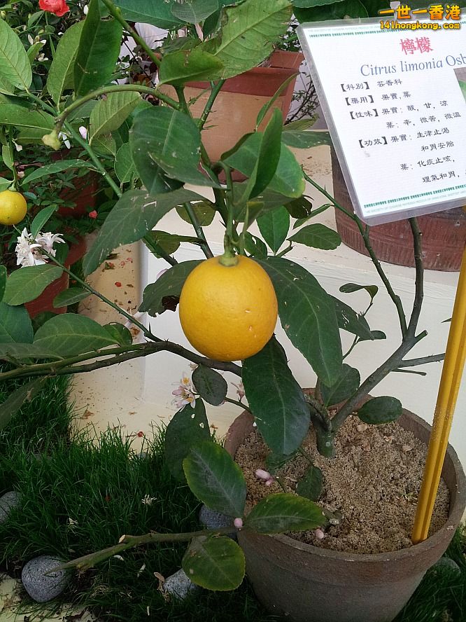檸檬 (1).jpg