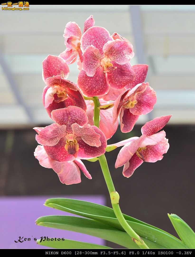 DSC_2586.jpg