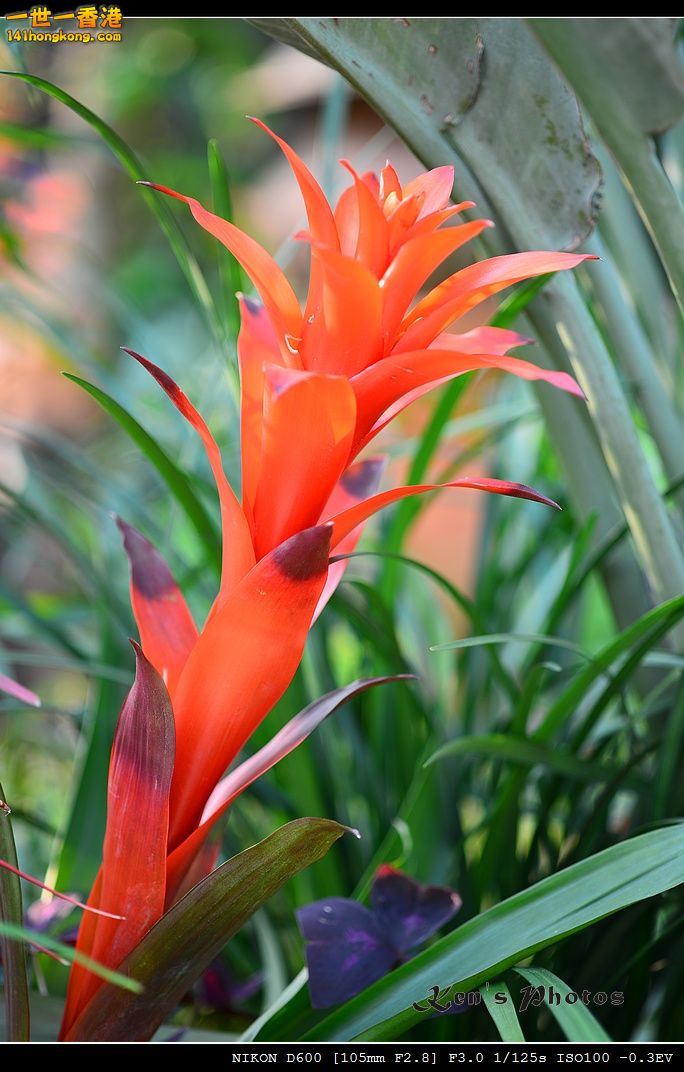 DSC_2778.jpg