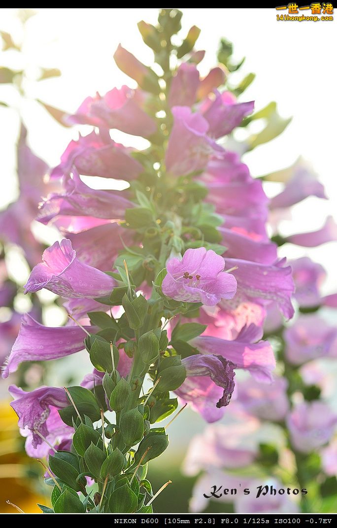 DSC_2796.jpg