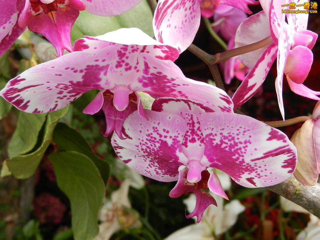 DSCN4306.JPG