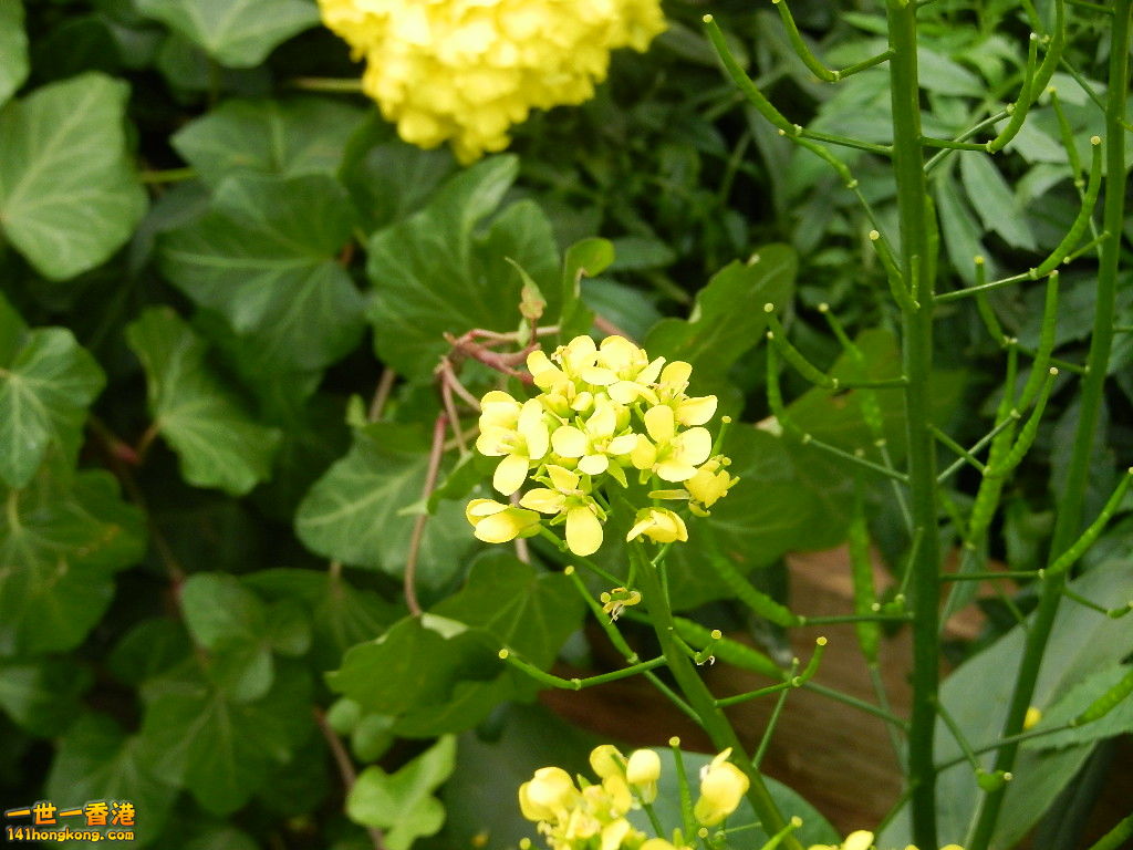 DSCN4333.JPG