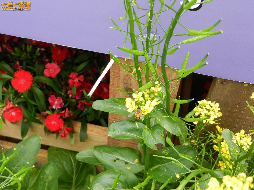 DSCN4338.JPG