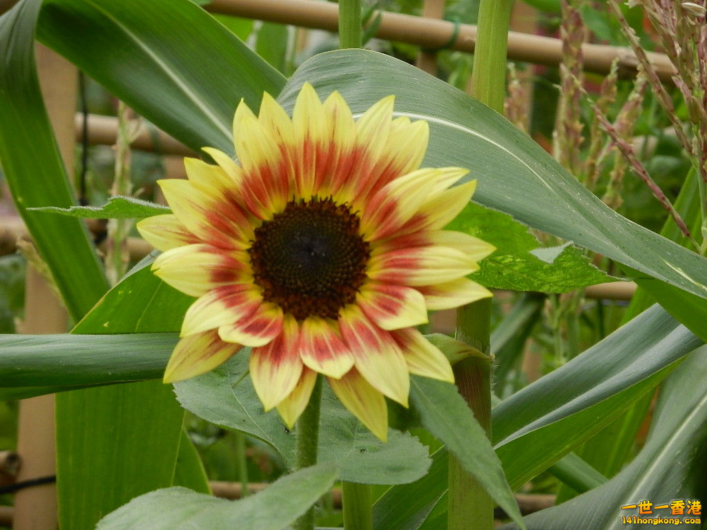 DSCN4344.JPG