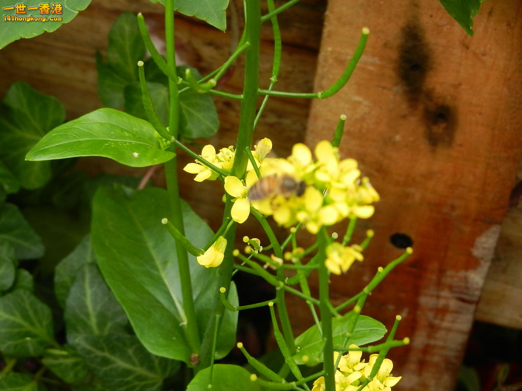 DSCN4347.JPG