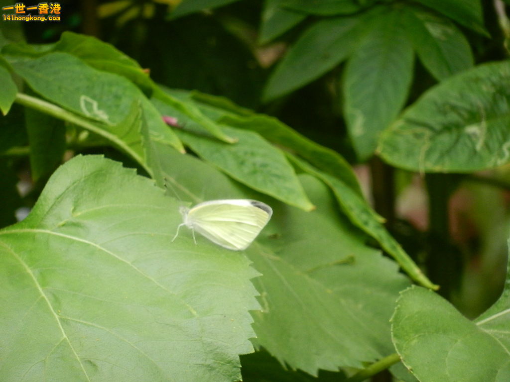 DSCN4348.JPG