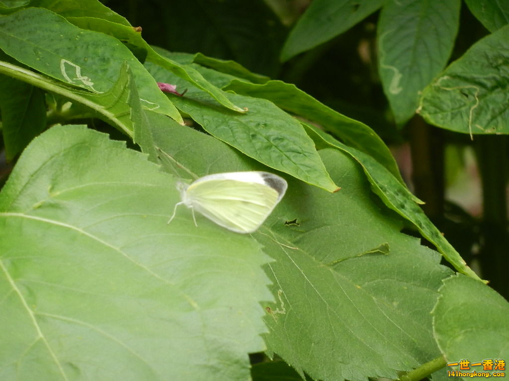 DSCN4349.JPG