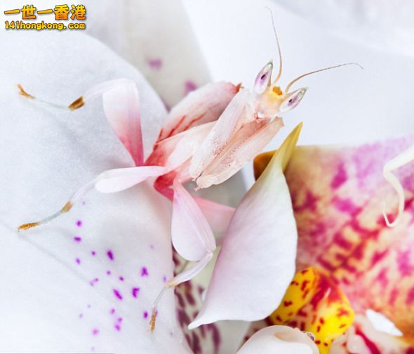 一只马来西亚兰花螳螂与身边的花丛完美融合在一起，它在耐心等待猎物自动送上门来 ... ... ...