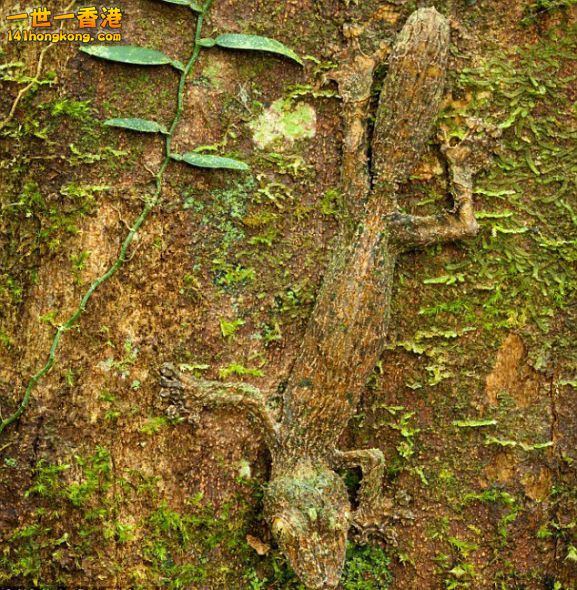 在马达加斯加岛东北部的马索亚拉半岛国家公园，一只叶尾壁虎趴在长满青苔的树干上 ... ... ...