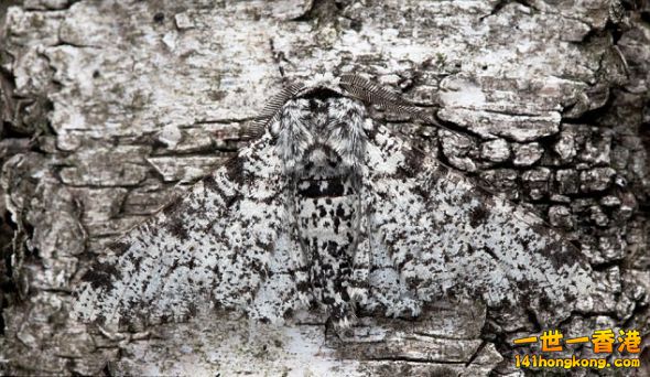 一只善于伪装的椒花蛾(peppered moth) 趴在德贝郡海德家后院的白桦树干上