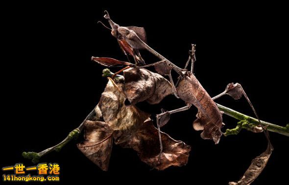 一只小提琴螳螂（Violin Mantis ）趴在一堆枯叶中间，很好地伪装了自己