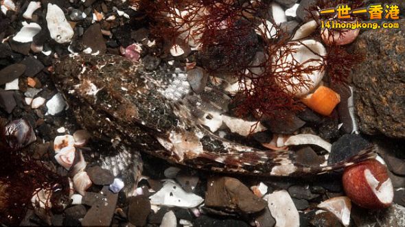 在天空岛，这只海蝎子利用岩石池子伪装自己