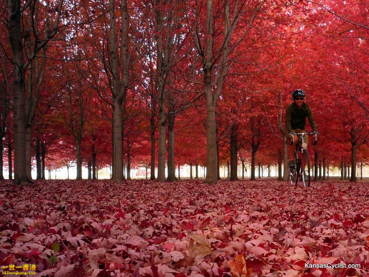 Fall-2011-Fiery-Colors b.jpg