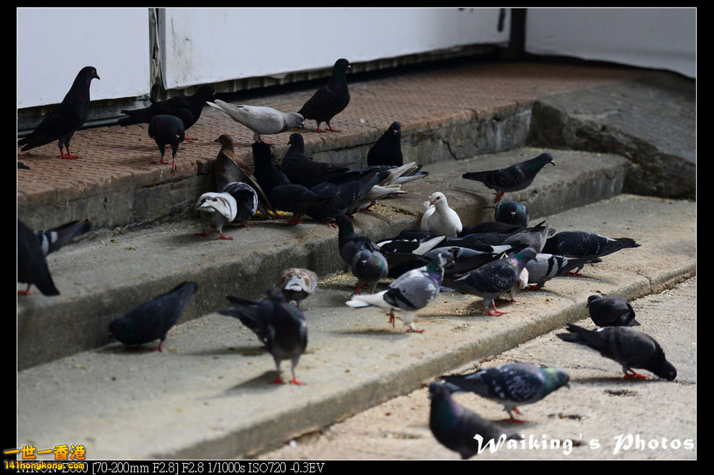 DSC_2068.jpg