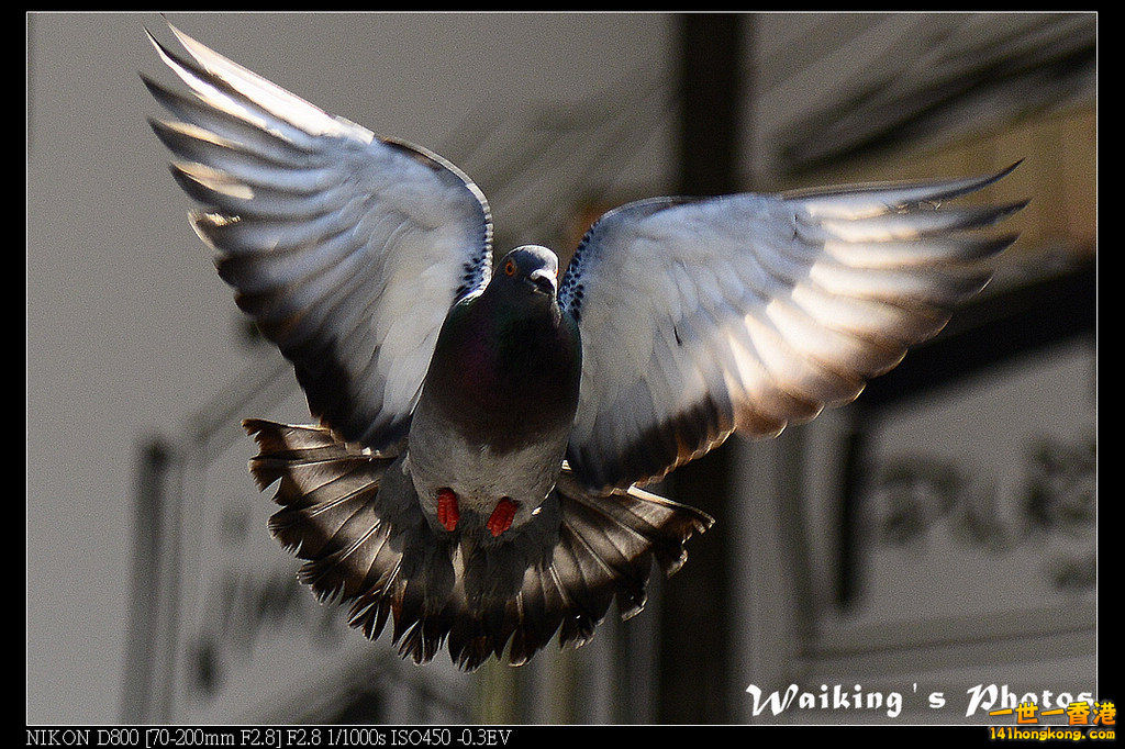 DSC_2076.jpg