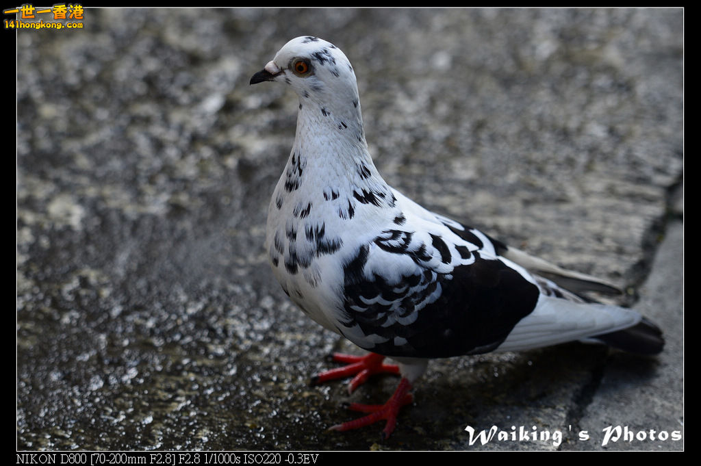 DSC_2086.jpg