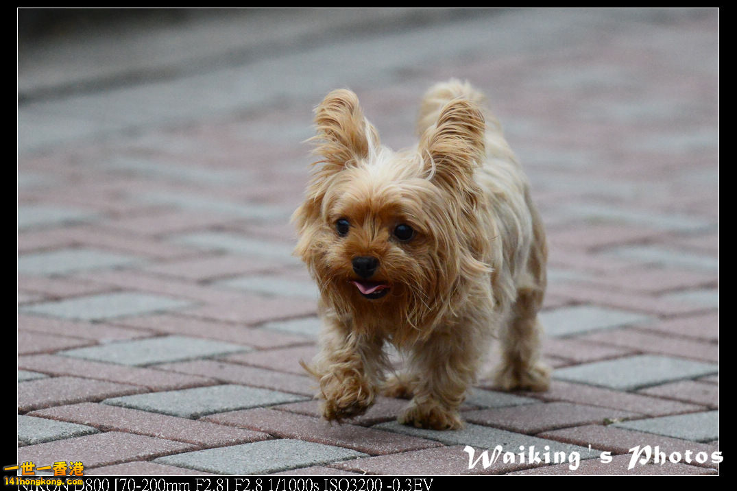 DSC_2172.jpg