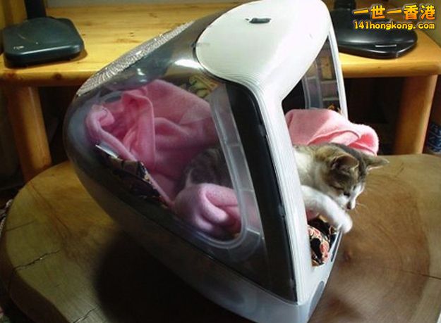 cats_in_macs_08.jpg