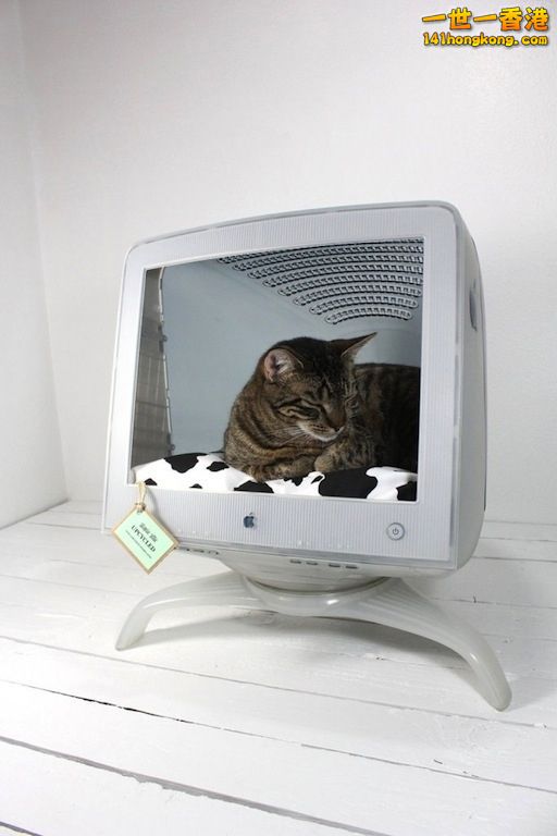 cats_in_macs_19.jpg