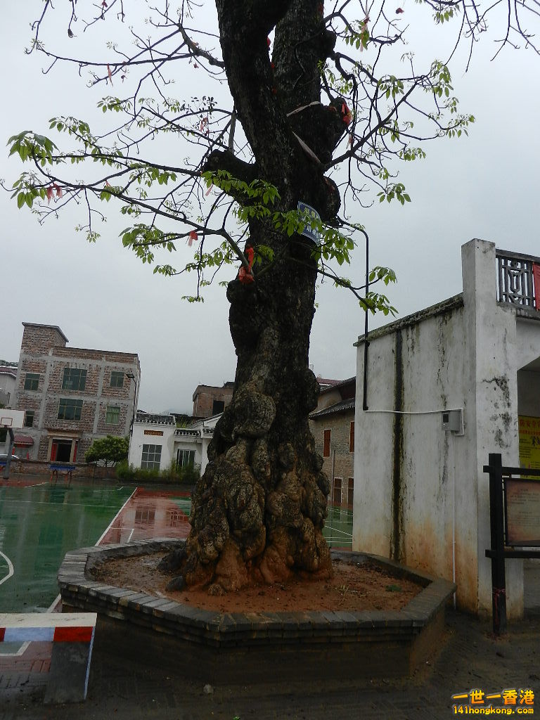 複製 -DSCN5471.JPG
