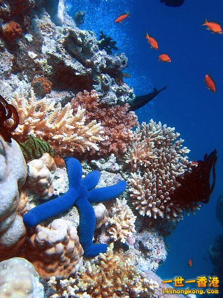 大堡礁海底的景象.JPG
