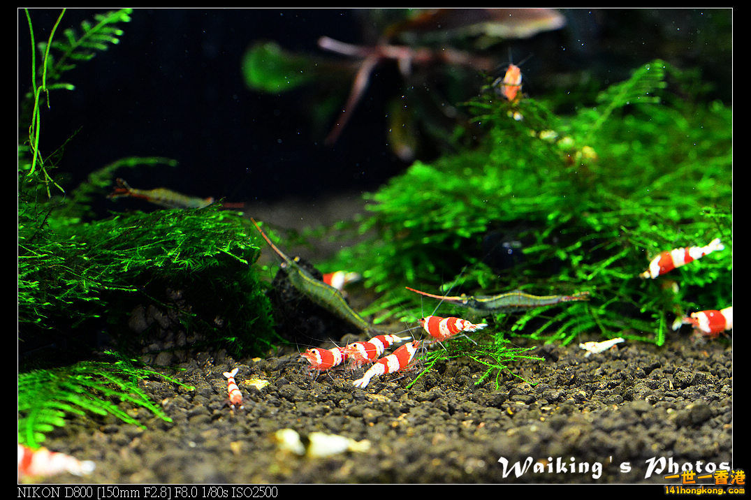 DSC_3516.jpg