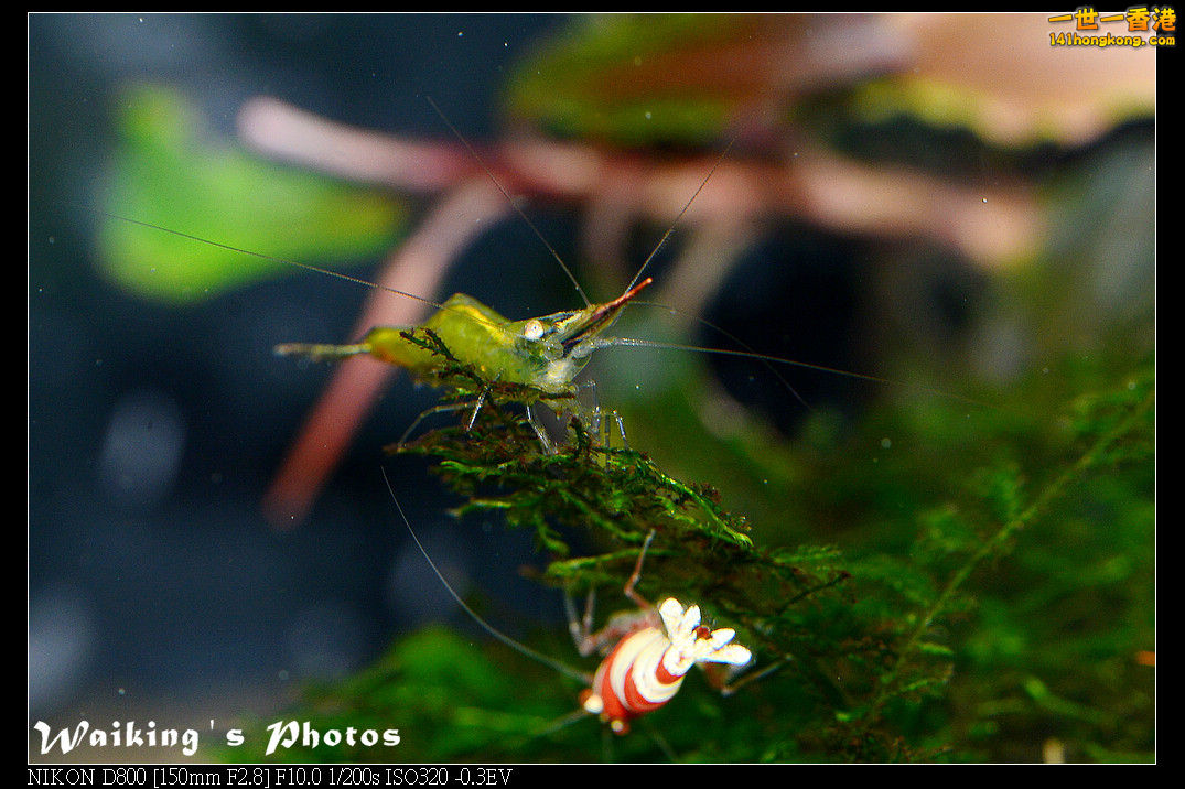 DSC_3385.jpg