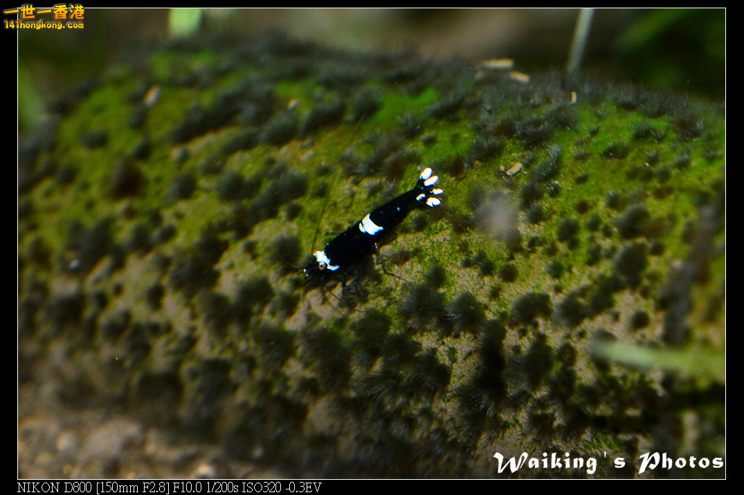 DSC_3390.jpg