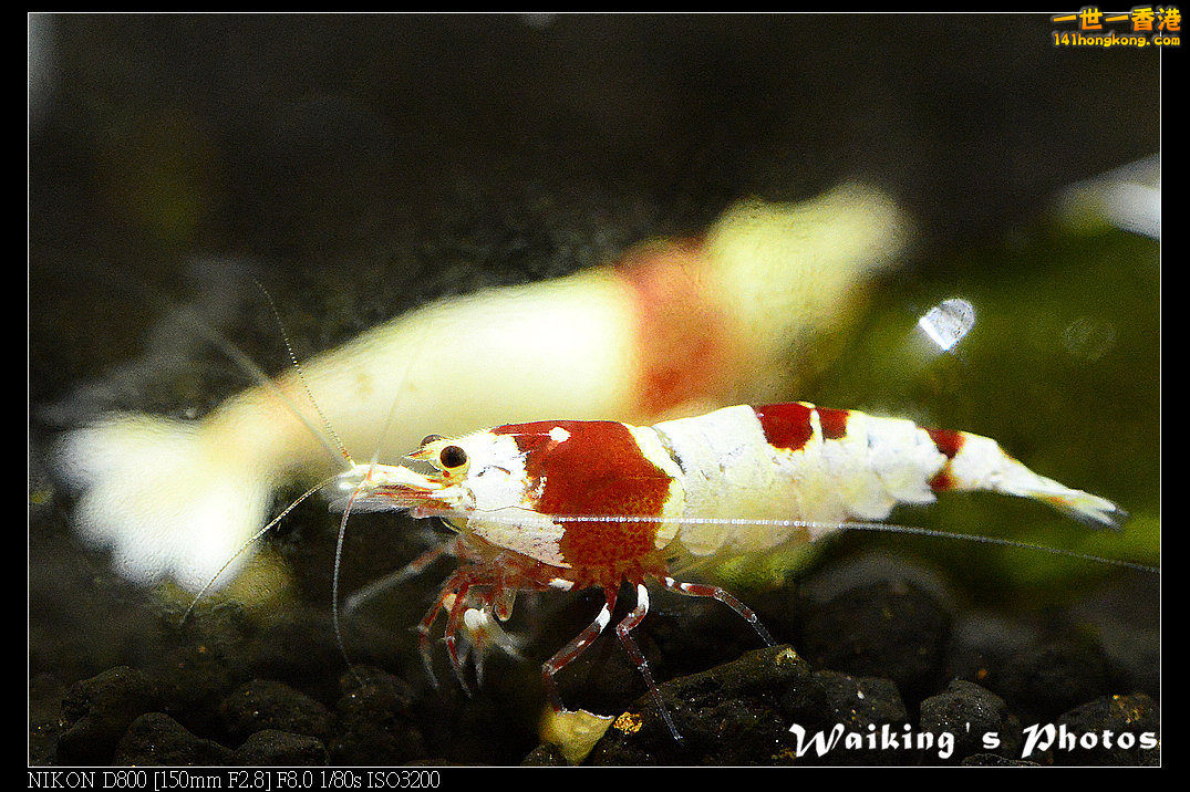 DSC_3446.jpg