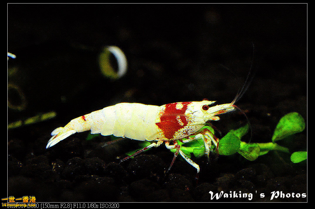 DSC_3468.jpg