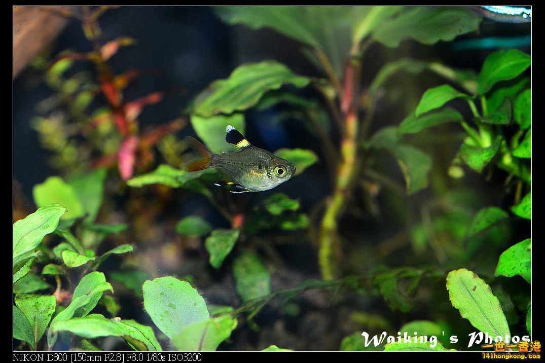 DSC_3514.jpg