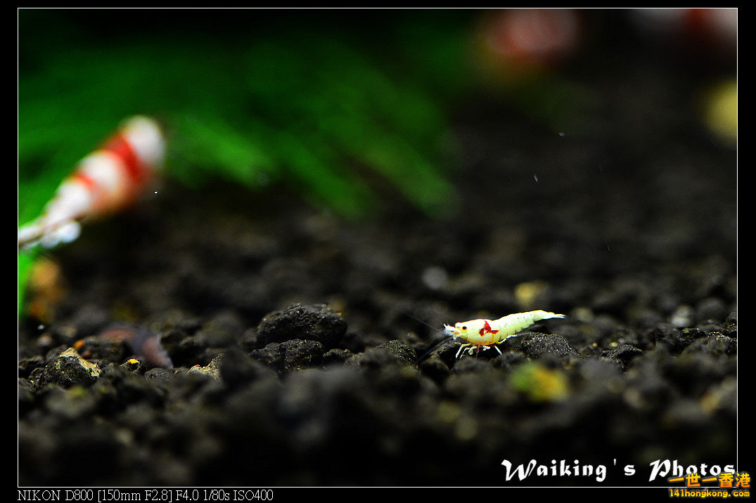 DSC_3525.jpg