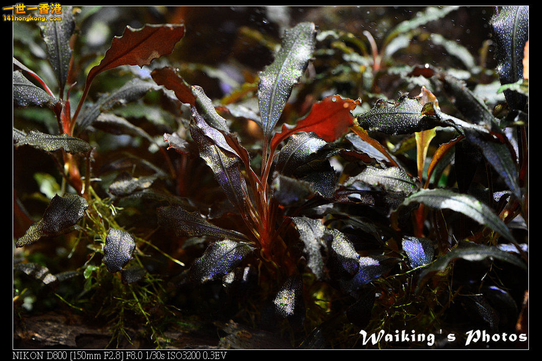 DSC_3588.jpg
